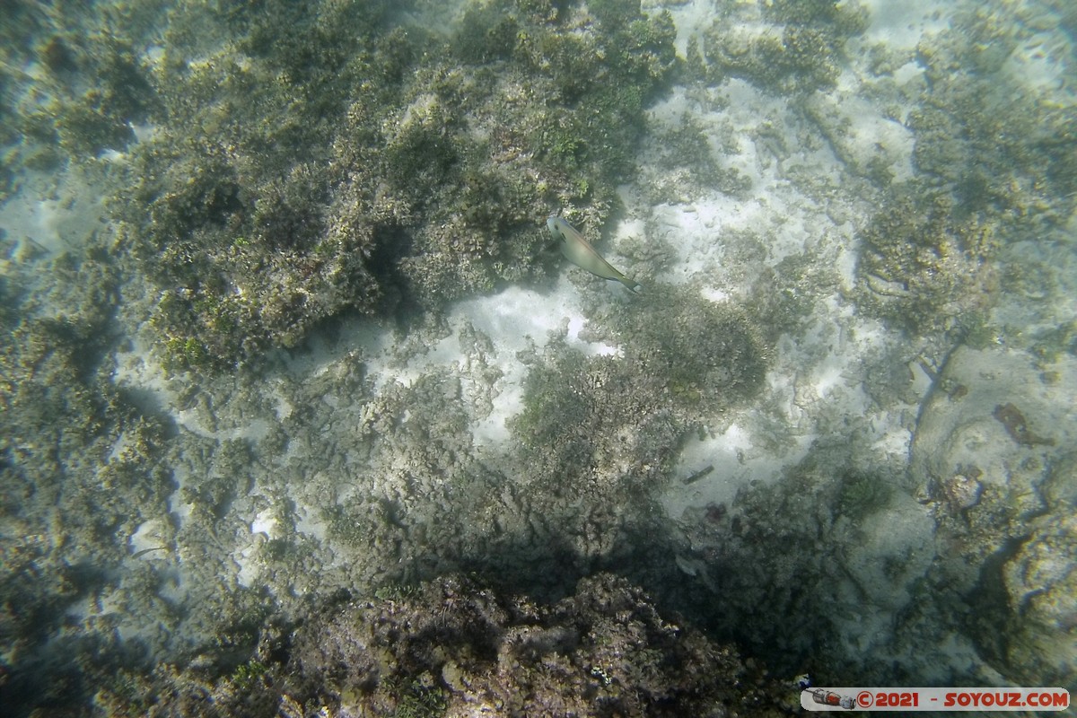 Watamu Marine NP - Coral Gardens
DCIM102GOPRO
Mots-clés: geo:lat=-3.38167767 geo:lon=39.99444892 Uyombo geotagged KEN Kenya Kilifi Watamu Coral Gardens sous-marin animals Poisson