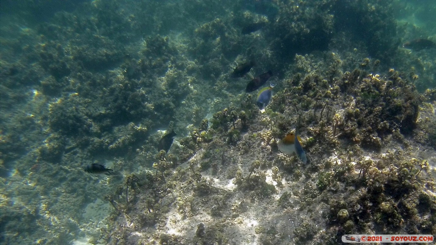 Watamu Marine NP - Coral Gardens
DCIM102GOPRO
Mots-clés: geo:lat=-3.38167767 geo:lon=39.99444892 Uyombo geotagged KEN Kenya Kilifi Watamu Coral Gardens sous-marin animals Poisson