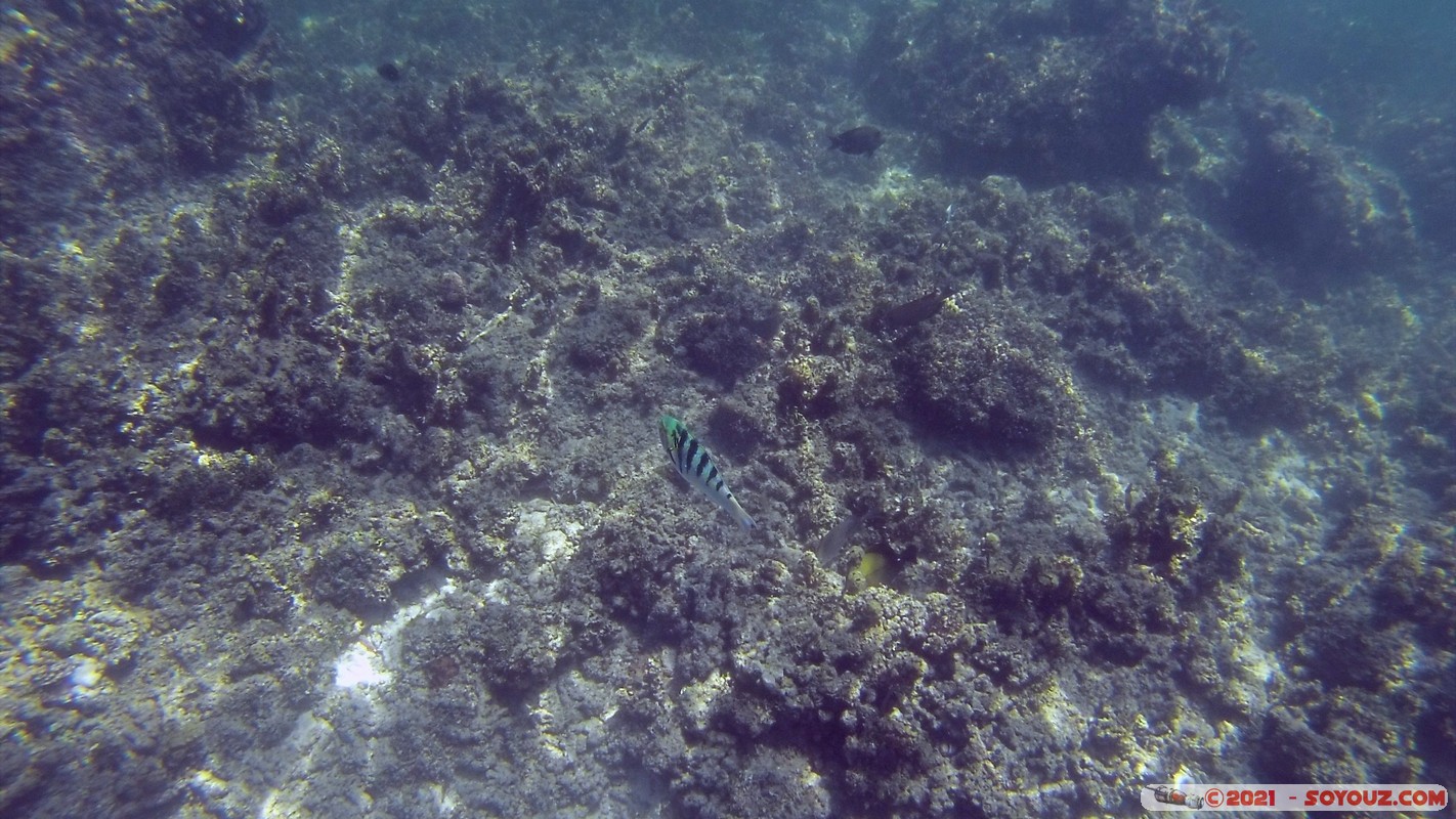 Watamu Marine NP - Coral Gardens - Sergent Major Fish
DCIM102GOPRO
Mots-clés: geo:lat=-3.38167767 geo:lon=39.99444892 Uyombo geotagged KEN Kenya Kilifi Watamu Coral Gardens sous-marin animals Poisson Sergent Major Fish