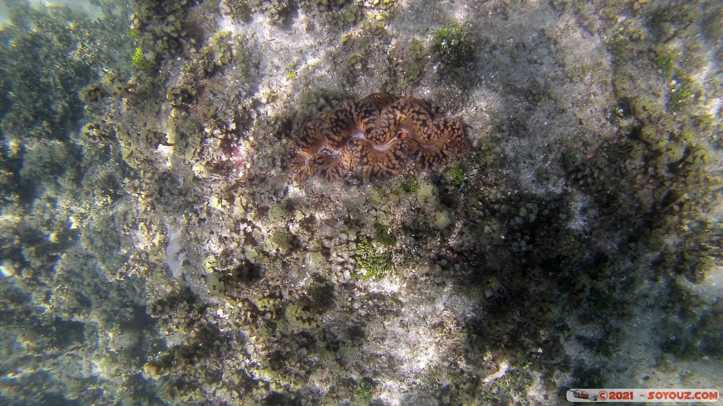 Watamu Marine NP - Coral Gardens
DCIM102GOPRO
Mots-clés: geo:lat=-3.38167767 geo:lon=39.99444892 Uyombo geotagged KEN Kenya Kilifi Watamu Coral Gardens sous-marin animals Poisson