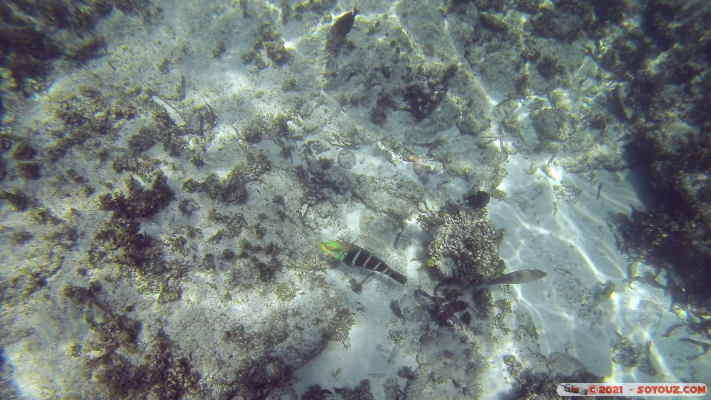 Watamu Marine NP - Coral Gardens
DCIM102GOPRO
Mots-clés: geo:lat=-3.38167767 geo:lon=39.99444892 Uyombo geotagged KEN Kenya Kilifi Watamu Coral Gardens sous-marin animals Poisson