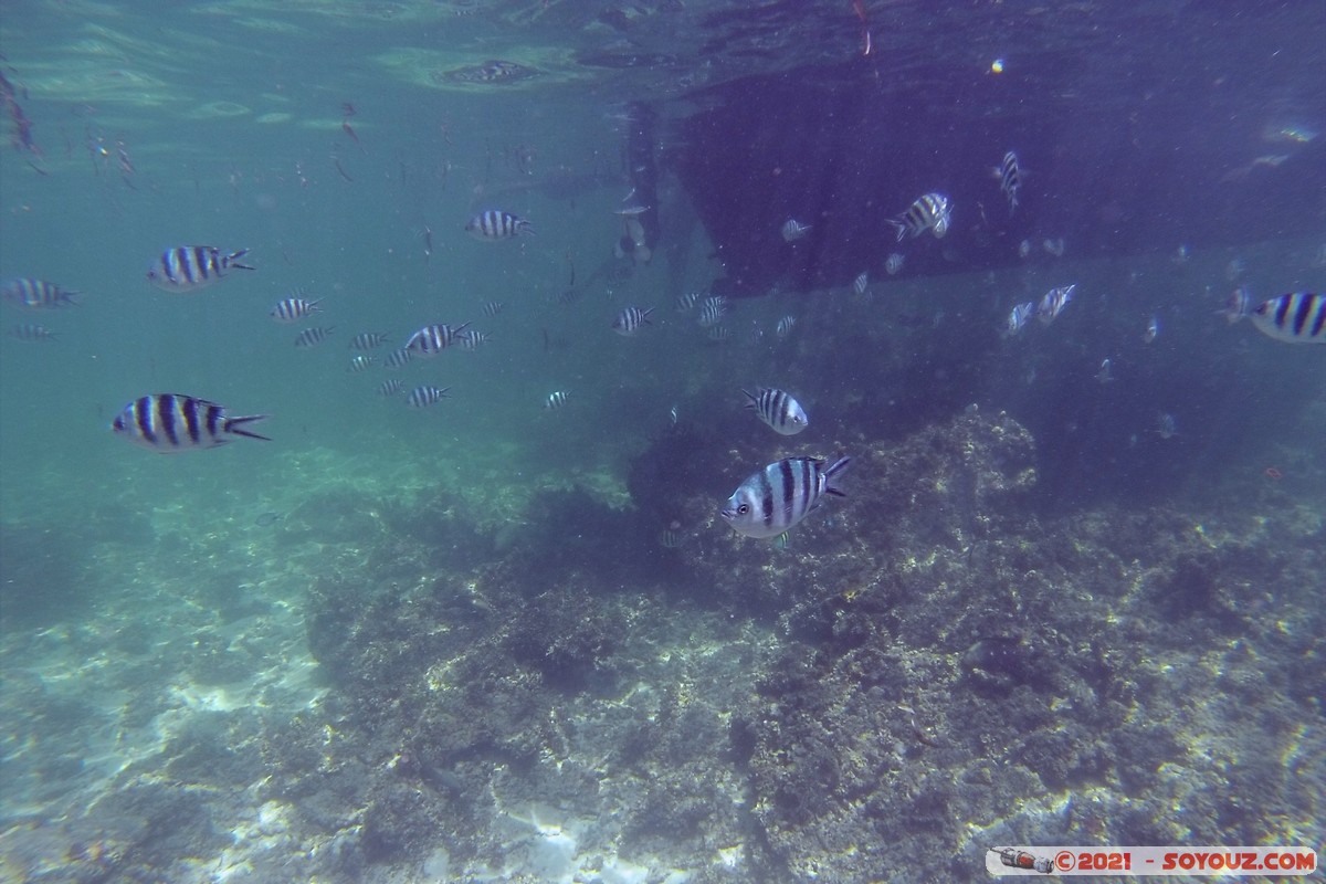 Watamu Marine NP - Coral Gardens - Sergent Major Fish
DCIM102GOPRO
Mots-clés: geo:lat=-3.38167767 geo:lon=39.99444892 Uyombo geotagged KEN Kenya Kilifi Watamu Coral Gardens sous-marin animals Poisson Sergent Major Fish