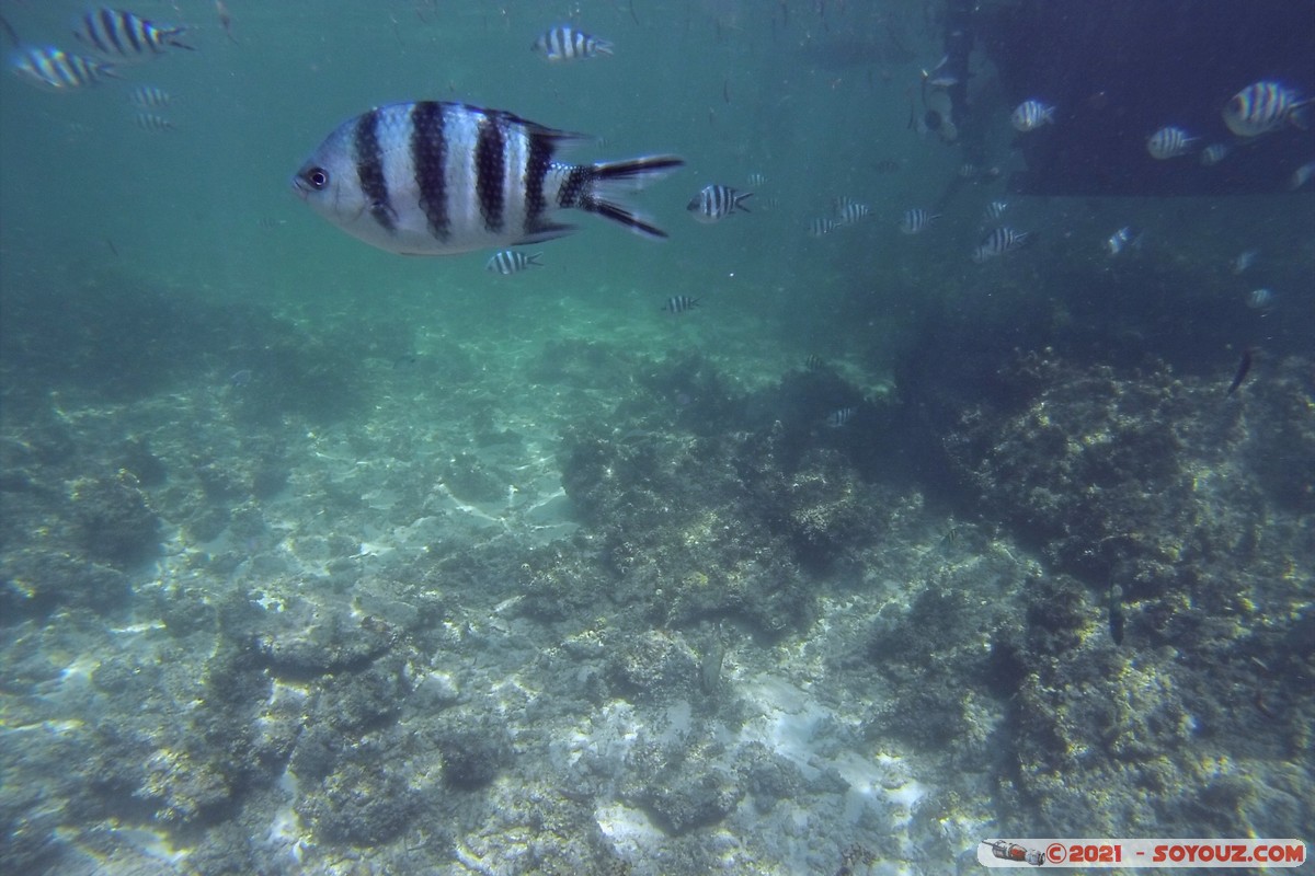 Watamu Marine NP - Coral Gardens - Sergent Major Fish
DCIM102GOPRO
Mots-clés: geo:lat=-3.38167767 geo:lon=39.99444892 Uyombo geotagged KEN Kenya Kilifi Watamu Coral Gardens sous-marin animals Poisson Sergent Major Fish