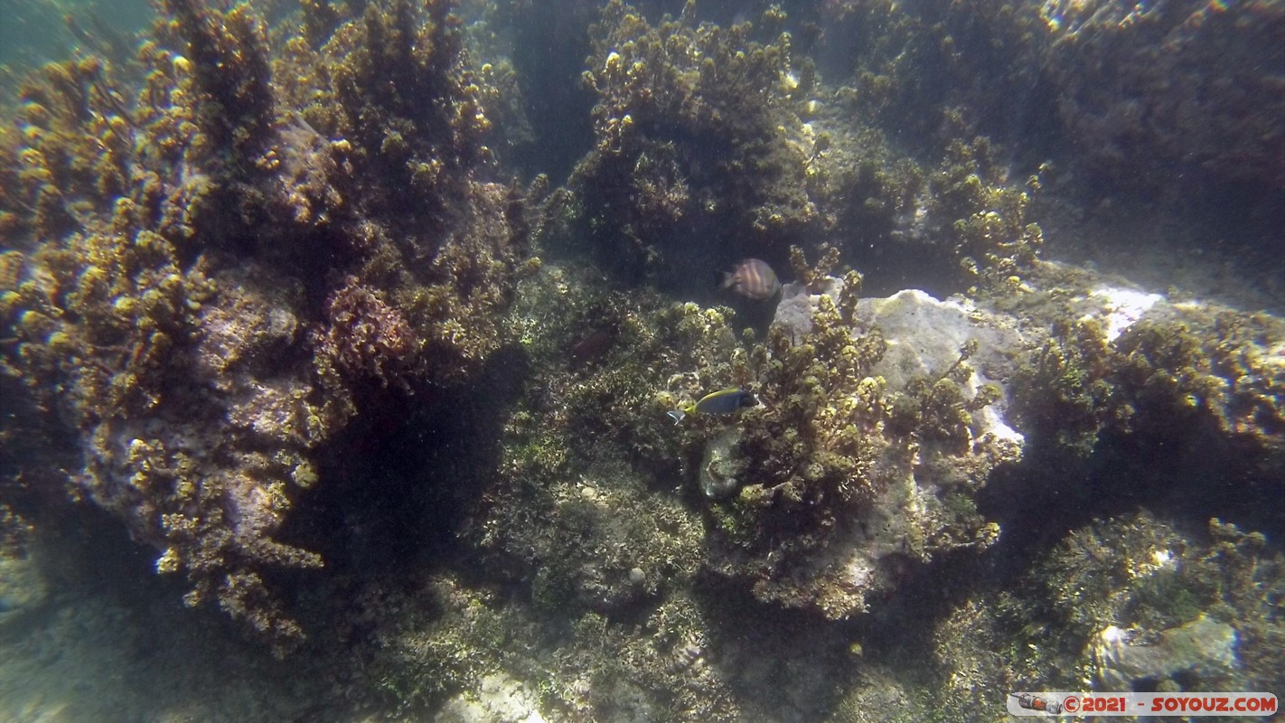 Watamu Marine NP - Coral Gardens
DCIM102GOPRO
Mots-clés: geo:lat=-3.38167767 geo:lon=39.99444892 Uyombo geotagged KEN Kenya Kilifi Watamu Coral Gardens sous-marin animals Poisson