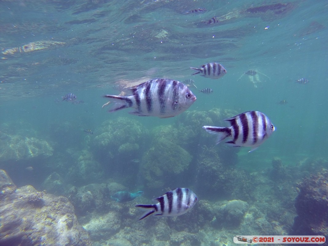 Watamu Marine NP - Coral Gardens - Sergent Major Fish
DCIM102GOPRO
Mots-clés: geo:lat=-3.38167767 geo:lon=39.99444892 Uyombo geotagged KEN Kenya Kilifi Watamu Coral Gardens sous-marin animals Poisson Sergent Major Fish