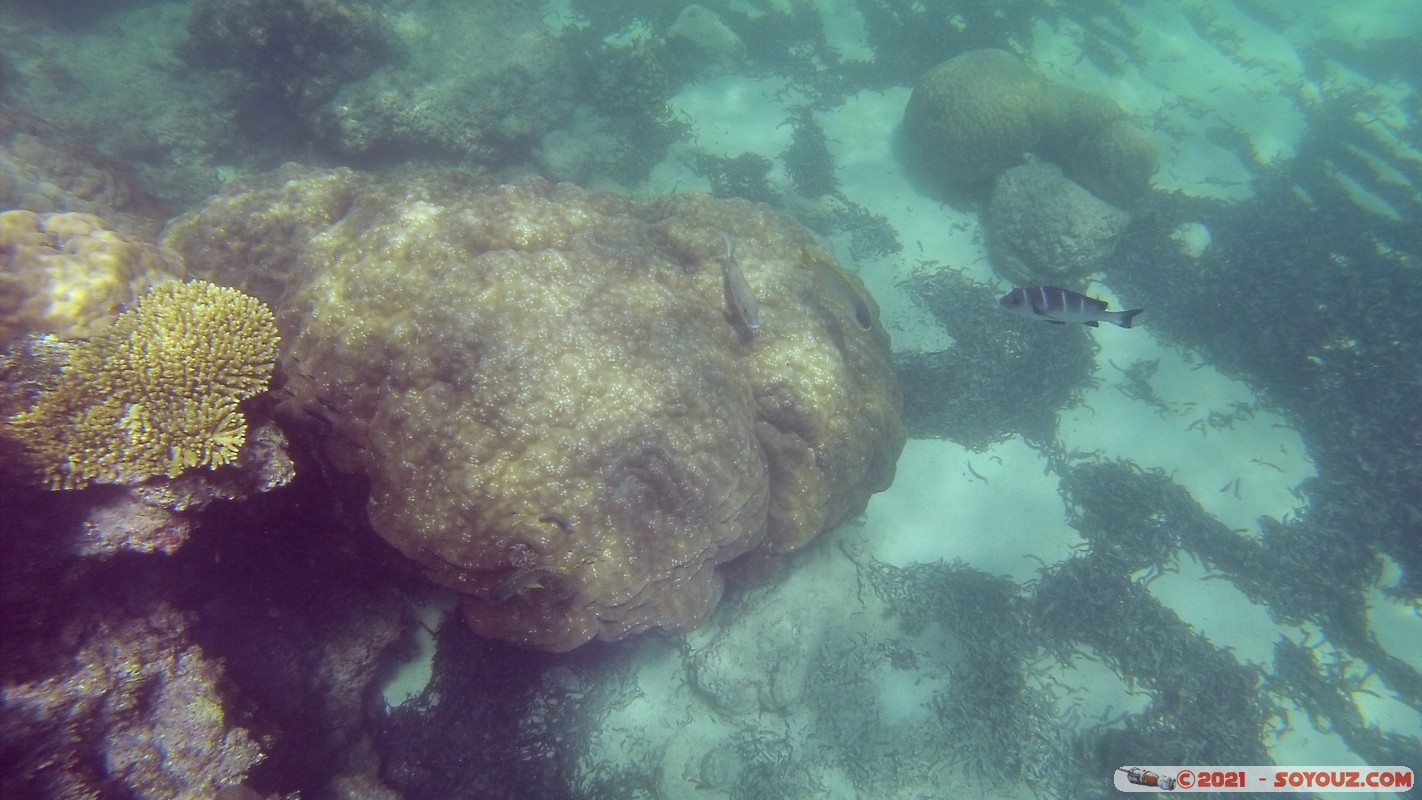 Watamu Marine NP - Coral Gardens
DCIM102GOPRO
Mots-clés: geo:lat=-3.38167767 geo:lon=39.99444892 Uyombo geotagged KEN Kenya Kilifi Watamu Coral Gardens sous-marin animals Poisson