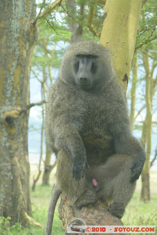 Lake Nakuru National Park - Baboons
Mots-clés: animals singes Babouin African wild life