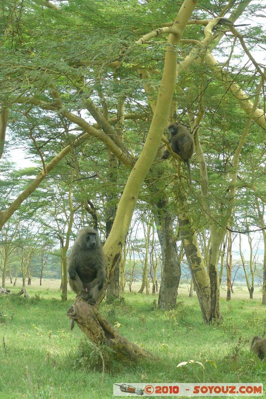 Lake Nakuru National Park - Baboons
Mots-clés: animals singes Babouin African wild life