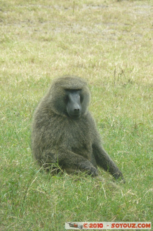 Lake Nakuru National Park - Baboons
Mots-clés: animals singes Babouin African wild life