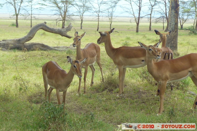 Lake Nakuru National Park - Thomson's Gazelle
Mots-clés: animals African wild life Thomson's Gazelle Gazelle
