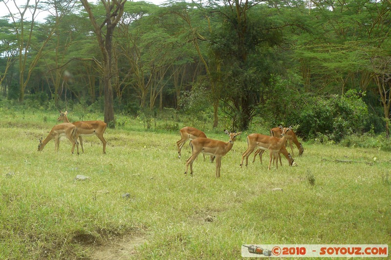 Lake Nakuru National Park - Thomson's Gazelle
Mots-clés: animals African wild life Thomson's Gazelle Gazelle