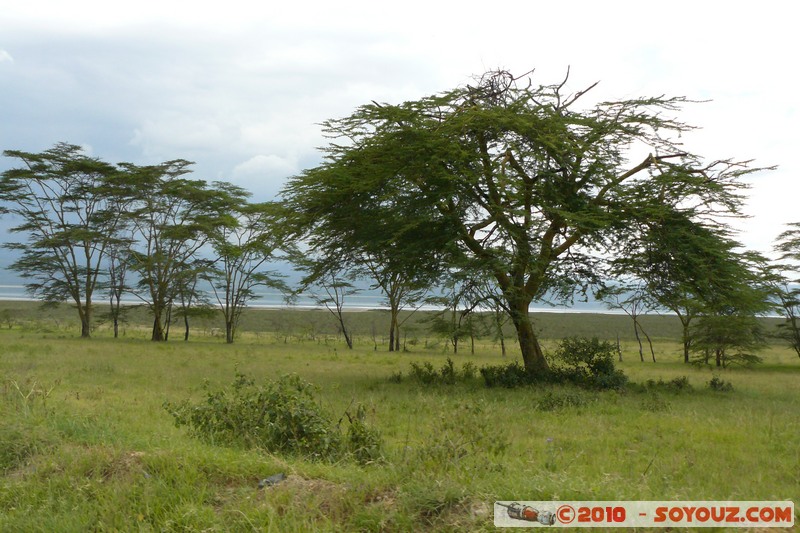 Lake Nakuru National Park
Mots-clés: Arbres