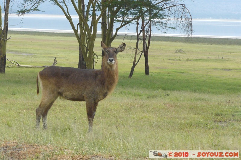 Lake Nakuru National Park - Waterbuck
Mots-clés: animals African wild life Waterbuck