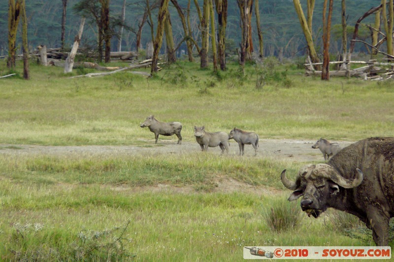 Lake Nakuru National Park - Buffalo and warthogs
Mots-clés: animals African wild life Buffle Phacochere