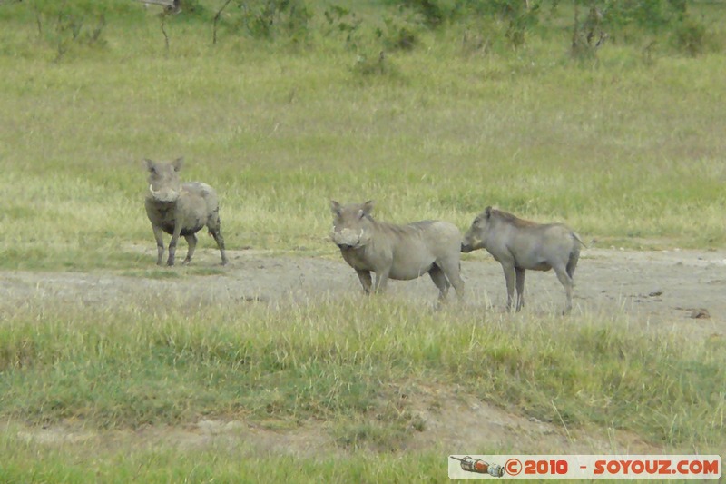 Lake Nakuru National Park - Warthogs
Mots-clés: animals African wild life Buffle Phacochere