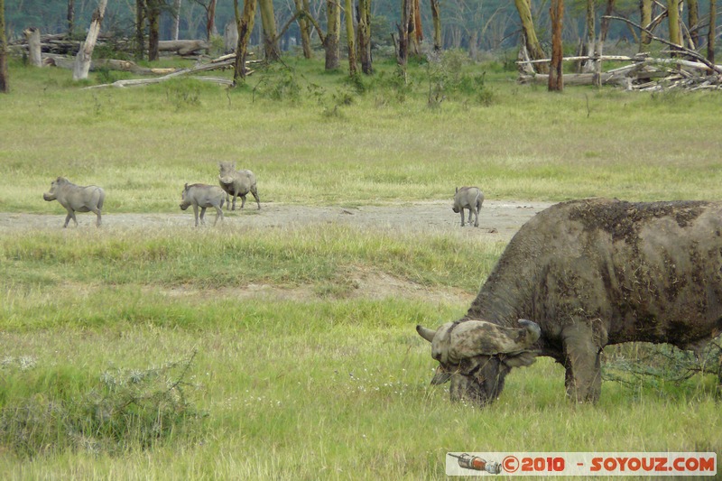 Lake Nakuru National Park - Buffalo and warthogs
Mots-clés: animals African wild life Buffle Phacochere