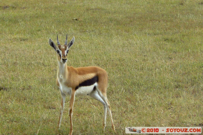 Lake Nakuru National Park - Thomson's Gazelle
Mots-clés: animals African wild life Thomson's Gazelle Gazelle