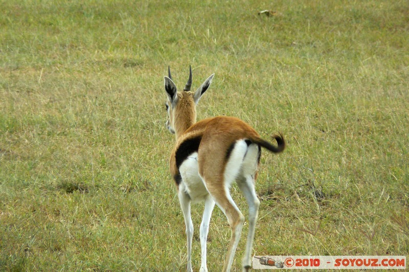Lake Nakuru National Park - Thomson's Gazelle
Mots-clés: animals African wild life Thomson's Gazelle Gazelle