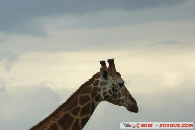 Lake Nakuru National Park - Rothschild's giraffe
Mots-clés: animals African wild life Giraffe