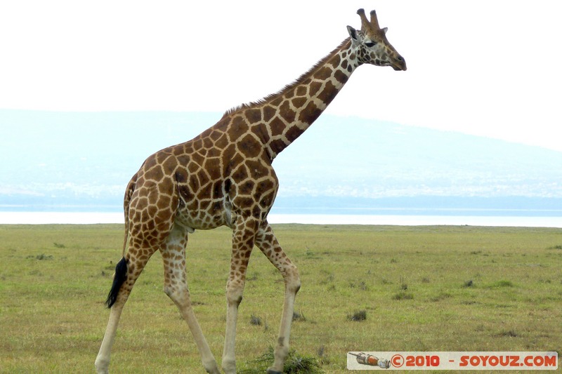 Lake Nakuru National Park - Rothschild's giraffe
Mots-clés: animals African wild life Giraffe