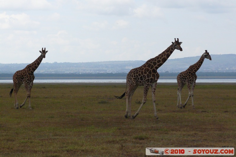 Lake Nakuru National Park - Rothschild's giraffe
Mots-clés: animals African wild life Giraffe