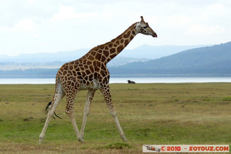 Lake Nakuru National Park - Rothschild's giraffe
Mots-clés: animals African wild life Giraffe