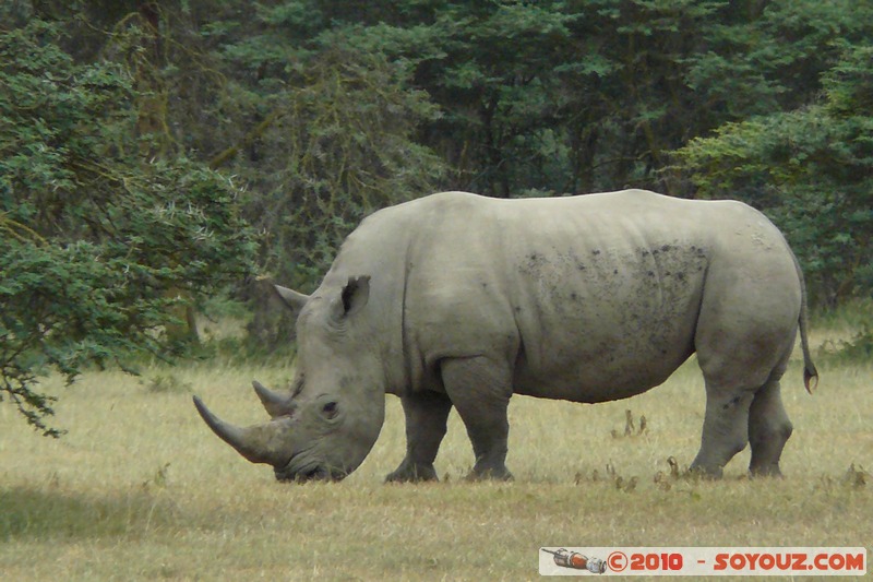 Lake Nakuru National Park - Rhinoceros
Mots-clés: animals African wild life Rhinoceros