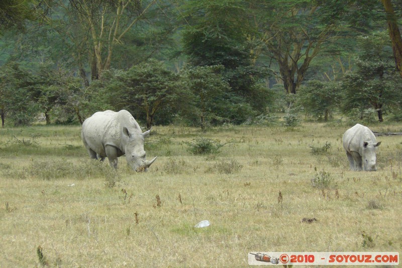 Lake Nakuru National Park - Rhinoceros
Mots-clés: animals African wild life Rhinoceros
