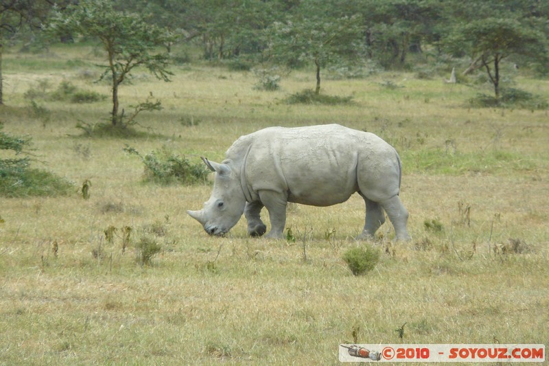 Lake Nakuru National Park - Rhinoceros
Mots-clés: animals African wild life Rhinoceros