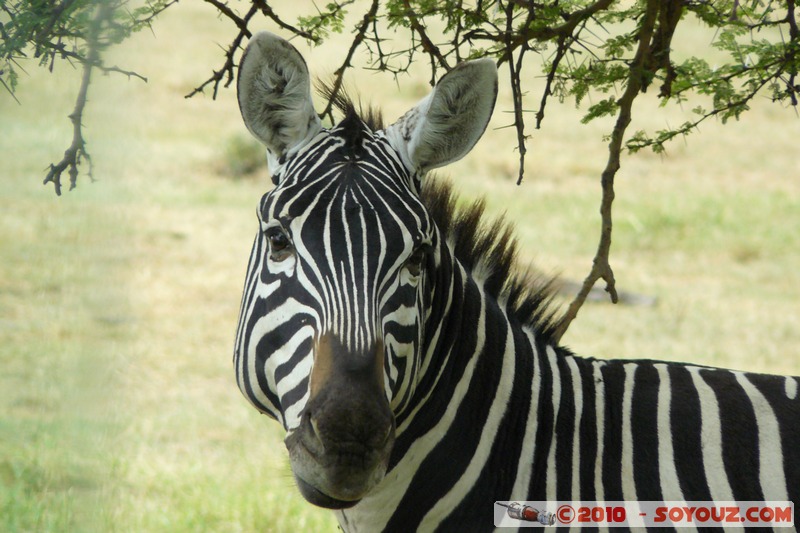 Lake Nakuru National Park - Zebras
Mots-clés: animals African wild life zebre