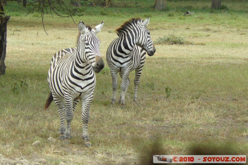 Lake Nakuru National Park - Zebras
Mots-clés: animals African wild life zebre
