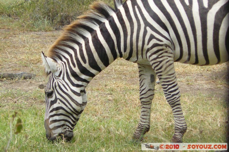 Lake Nakuru National Park - Zebras
Mots-clés: animals African wild life zebre