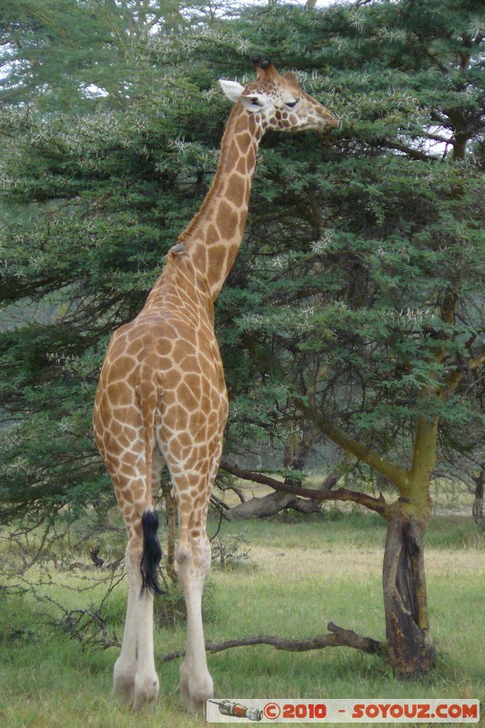 Lake Nakuru National Park - Rothschild's giraffe
Mots-clés: animals African wild life Giraffe