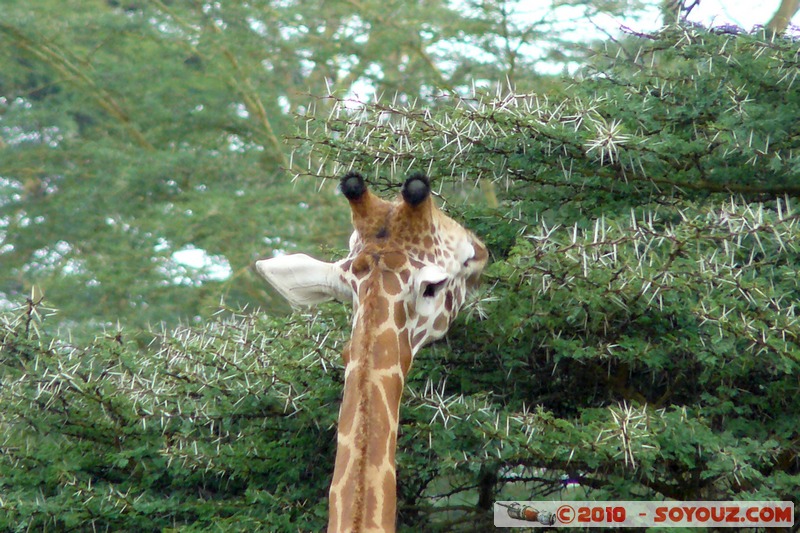 Lake Nakuru National Park - Rothschild's giraffe
