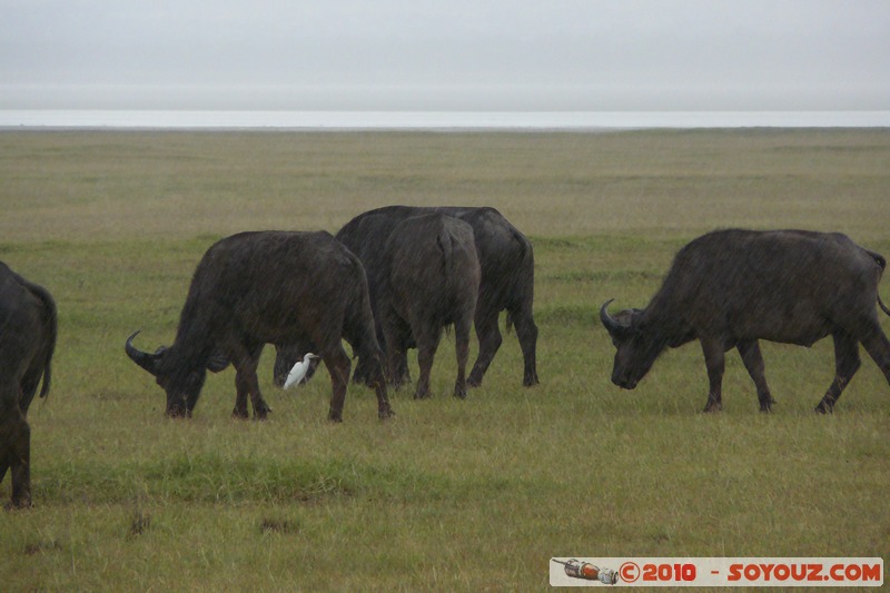Lake Nakuru National Park - Buffalo
Mots-clés: animals African wild life Buffle