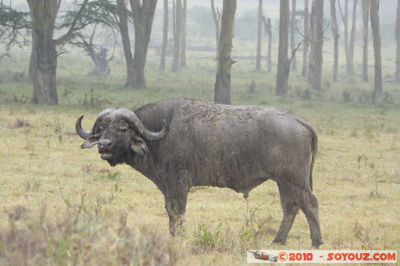 Lake Nakuru National Park - Buffalo
Mots-clés: animals African wild life Buffle