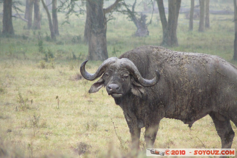 Lake Nakuru National Park - Buffalo
Mots-clés: animals African wild life Buffle