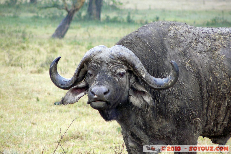 Lake Nakuru National Park - Buffalo
Mots-clés: animals African wild life Buffle