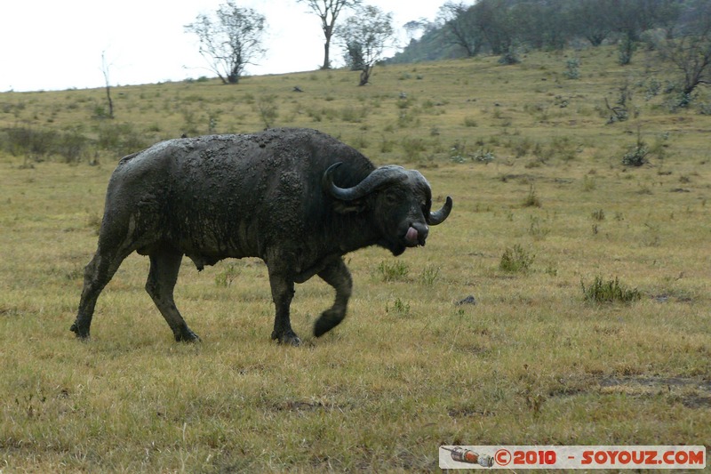 Lake Nakuru National Park - Buffalo
Mots-clés: animals African wild life Buffle