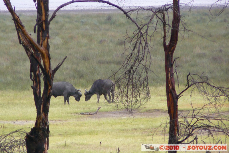 Lake Nakuru National Park - Buffalos fighting
Mots-clés: animals African wild life Buffle