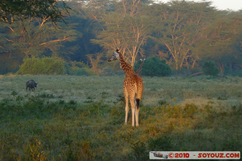 Lake Nakuru National Park - Rothschild's giraffe
Mots-clés: animals African wild life Giraffe sunset
