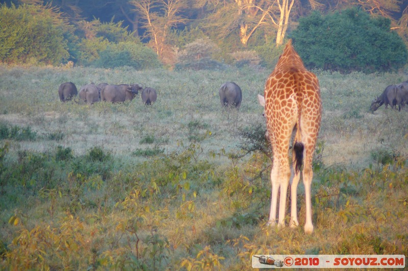 Lake Nakuru National Park - Rothschild's giraffe
Mots-clés: animals African wild life Giraffe sunset