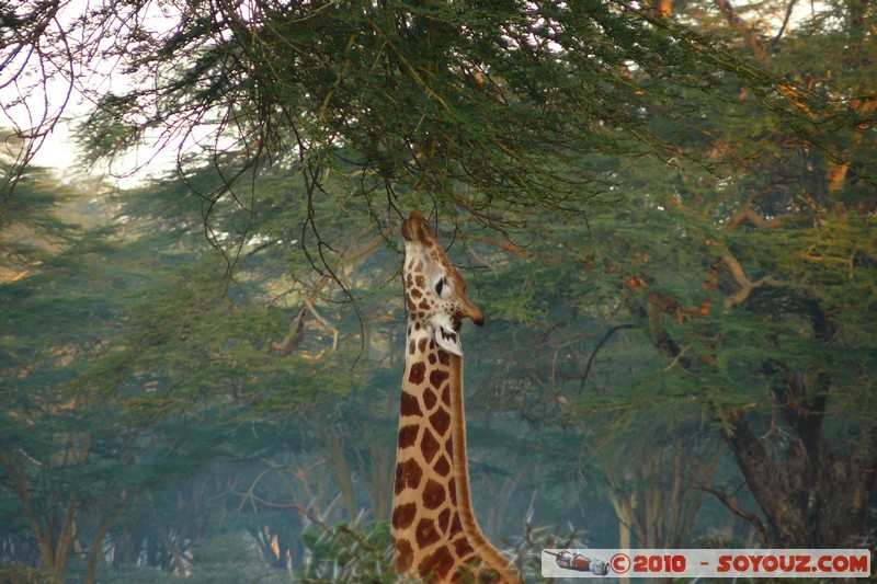 Lake Nakuru National Park - Rothschild's giraffe
Mots-clés: animals African wild life Giraffe sunset