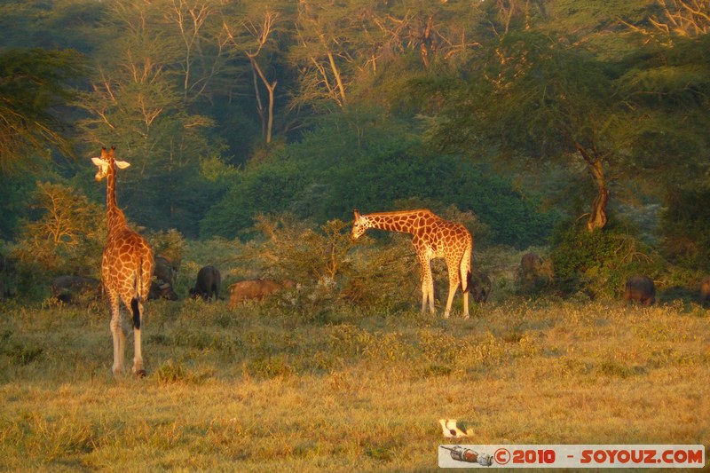 Lake Nakuru National Park - Rothschild's giraffe
Mots-clés: animals African wild life Giraffe sunset