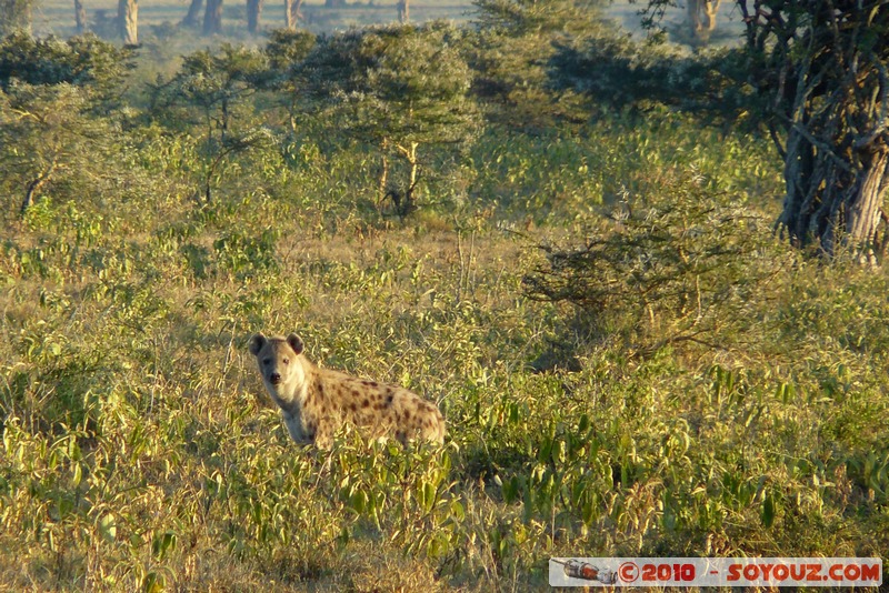 Lake Nakuru National Park - Spotted Hyena
Mots-clés: animals African wild life hyene Spotted Hyena