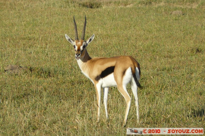 Lake Nakuru National Park - Thomson's Gazelle
Mots-clés: animals African wild life Thomson's Gazelle Gazelle