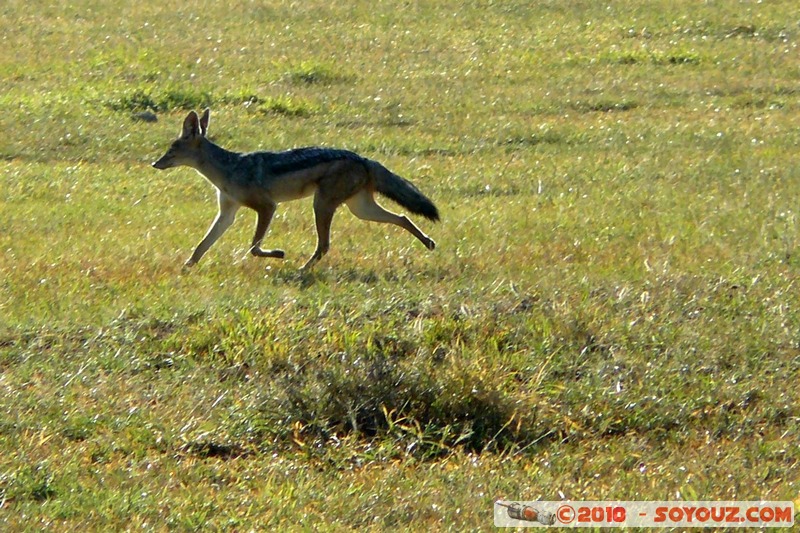 Lake Nakuru National Park - Black-backed Jackal
Mots-clés: animals African wild life Black-backed Jackal
