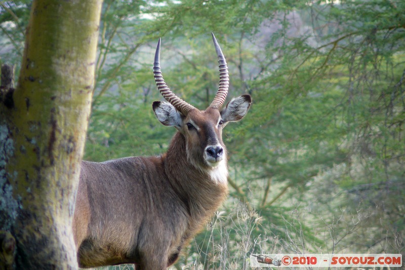 Lake Nakuru National Park - Waterbuck
Mots-clés: animals African wild life Waterbuck