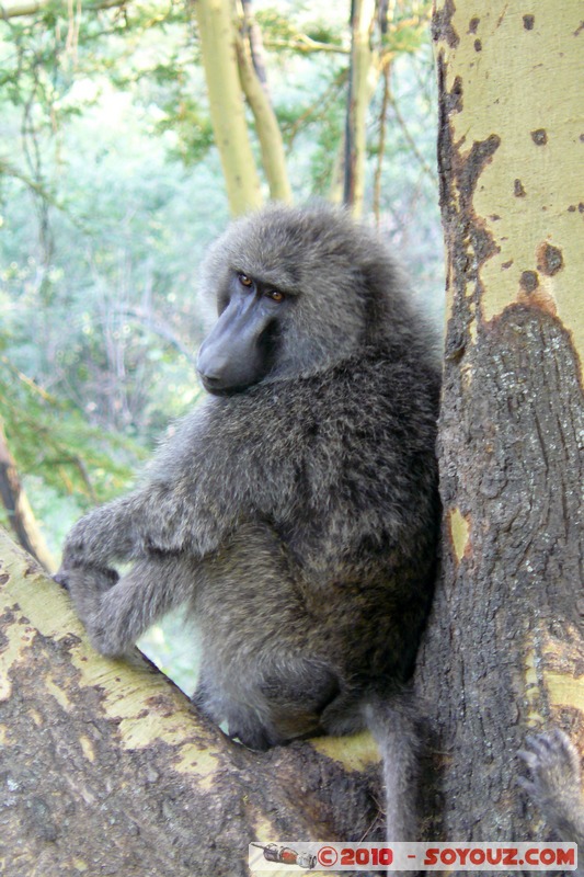 Lake Nakuru National Park - Baboons
Mots-clés: animals African wild life singes Babouin
