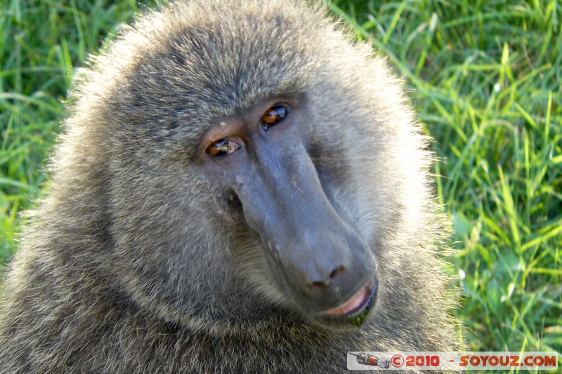Lake Nakuru National Park - Baboon
